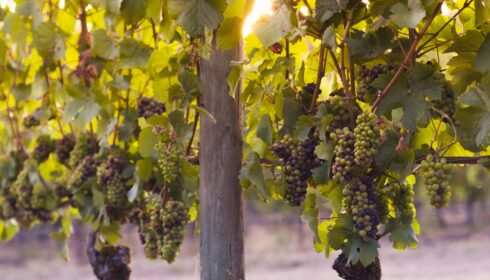 Wine Country Cellar Three - Season Features